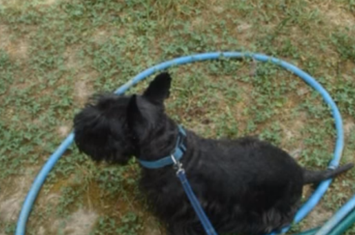 Изображение Изображение гостиницы &quot;Гостевой дом «Мечта-3»&quot; #4 #4