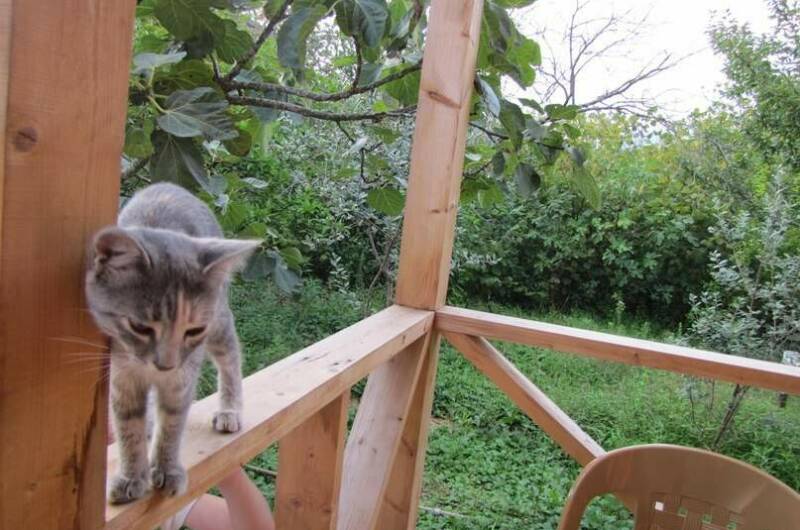 Изображение Изображение гостиницы "Гостевой дом «Зеленый дворик»" #4 #4