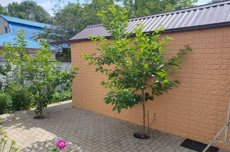 Изображение Изображение гостиницы "Гостевой дом «Отдых у дяди Васи»" #6 #6