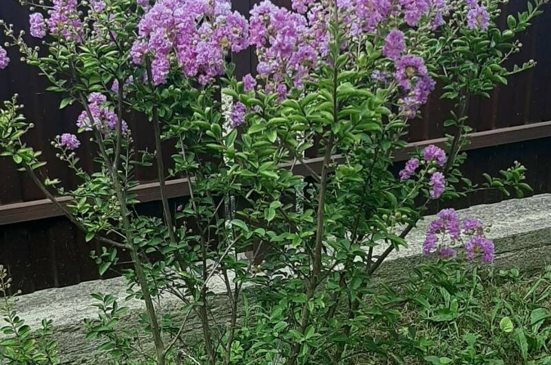 Изображение Изображение квартиры "Дом под ключ «Сливовый сад»" #2 #2