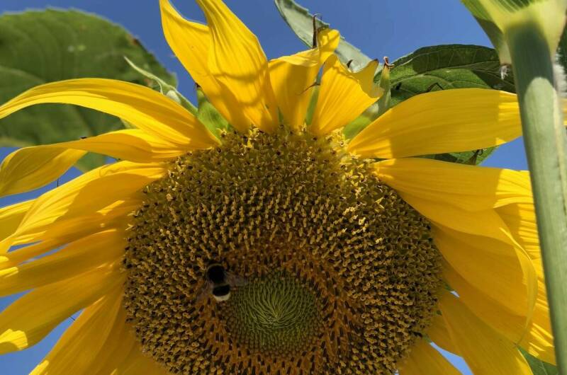 Изображение Изображение гостиницы &quot;Частное домовладение «Русалочка»&quot; #3 #3