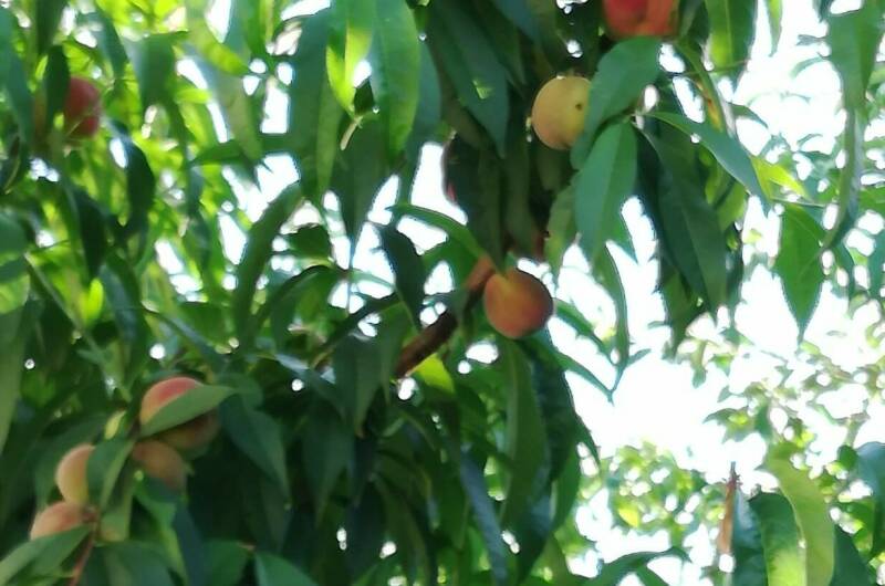 Изображение Изображение гостиницы &quot;Гостевой дом «У Александра»&quot; #4 #4