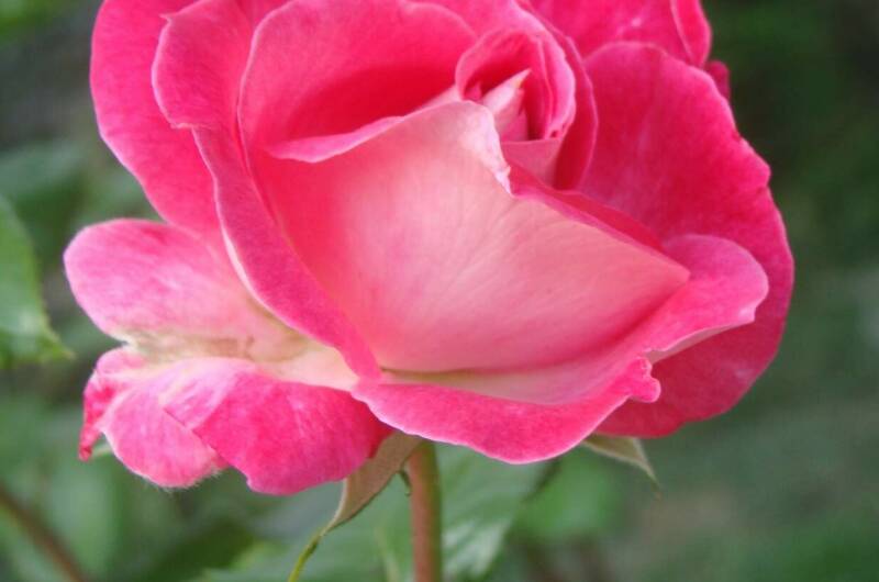 Изображение Изображение гостиницы "Гостевой дом «Натали»" #8 #8