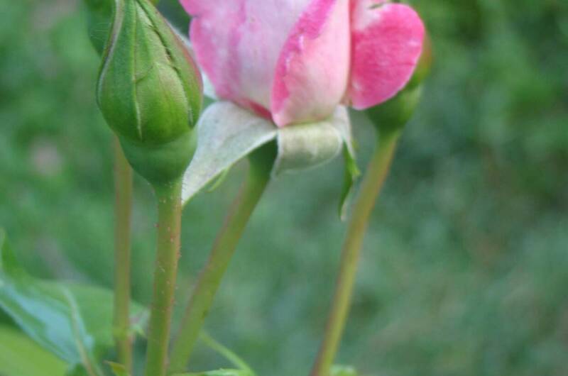 Изображение Изображение отеля / гостиницы "Гостевой дом «Натали»" #11 #9