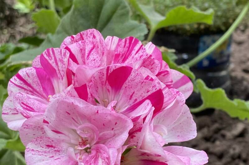 Изображение Изображение гостиницы "Гостевой Дом «Евгения»" #3 #3