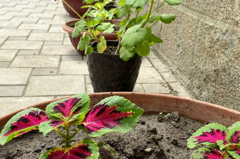 Изображение Изображение гостиницы "Гостевой Дом «Евгения»" #7 #7