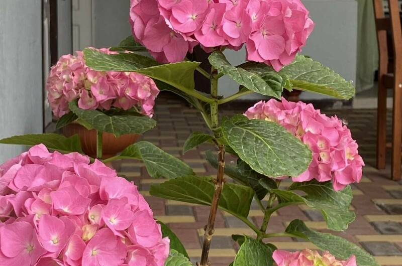 Изображение Изображение гостиницы "Гостевой Дом «Евгения»" #8 #8