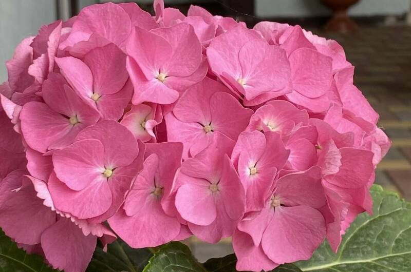 Изображение Изображение отеля / гостиницы "Гостевой Дом «Евгения»" #10 #8