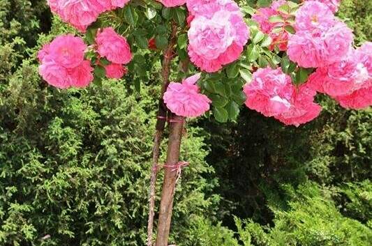 Изображение Изображение отеля / гостиницы "Гостевой дом «7up»" #10 #8