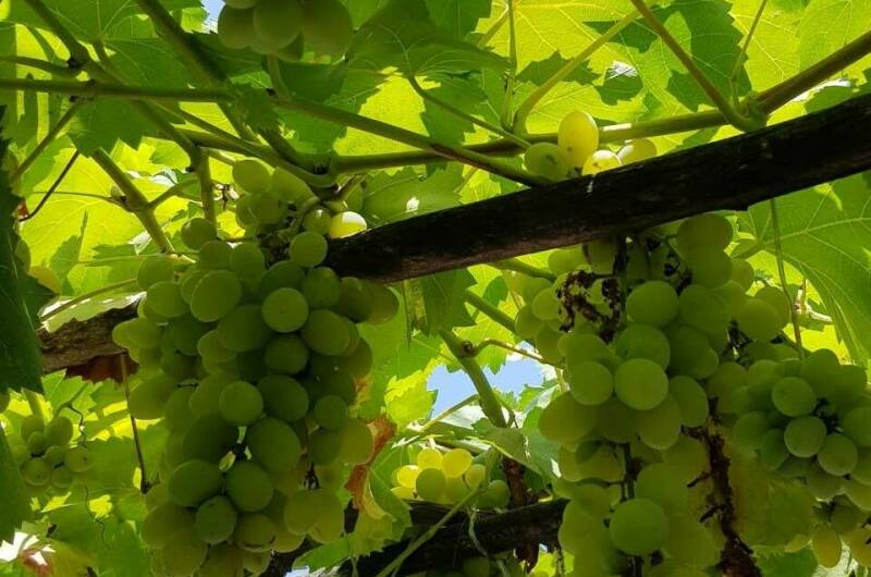 Изображение Изображение гостиницы &quot;Частный сектор «Артемис»&quot; #4 #4