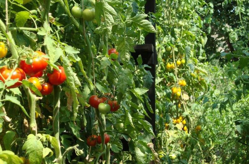 Изображение Изображение гостиницы &quot;Гостевой дом «У Валентины»&quot; #4 #4