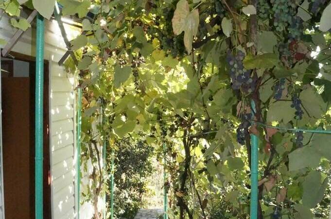 Изображение Изображение гостиницы &quot;Гостевой дом «Зеленый дворик»&quot; #5 #5