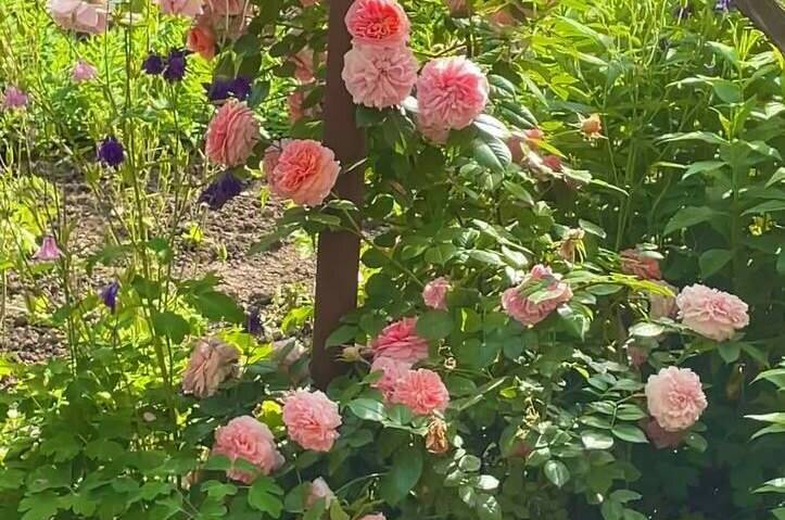 Изображение Изображение отеля / гостиницы "Гостевой дом «Светлана»" #11 #9