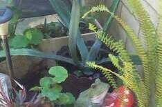 Изображение Изображение отеля / гостиницы "Гостевой дом «Ника»" #11 #9