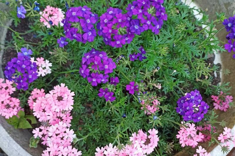 Изображение Изображение гостиницы "Гостевой дом «Дивный островок»" #8 #8