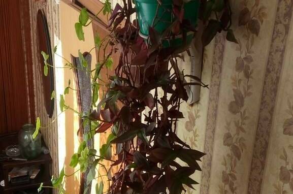 Изображение Изображение отеля / гостиницы "Частный дом «Аврора»" #11 #9