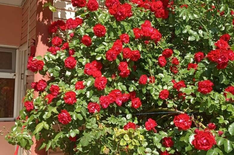 Изображение Изображение отеля / гостиницы "Гостевой дом «Любовь»" #10 #8