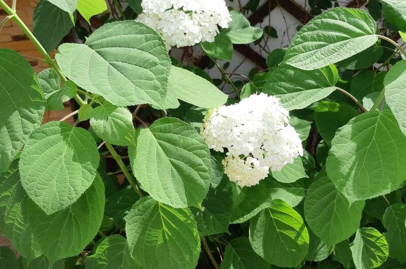 Изображение Изображение гостиницы "Гостевой дом «Стефания»" #4 #4