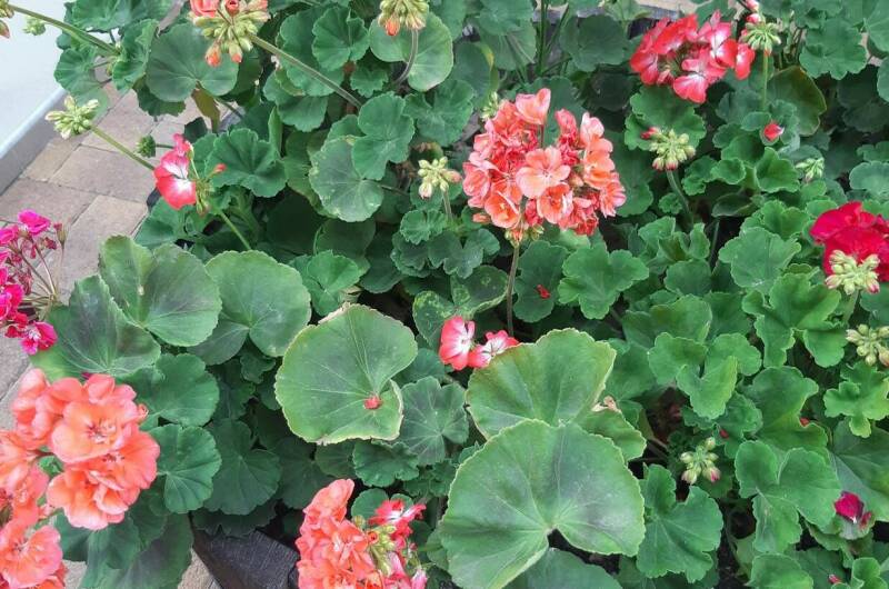 Изображение Изображение гостиницы "Гостевой дом «Стефания»" #6 #6