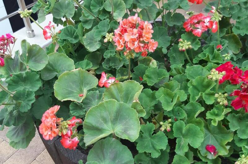 Изображение Изображение гостиницы "Гостевой дом «Стефания»" #7 #7