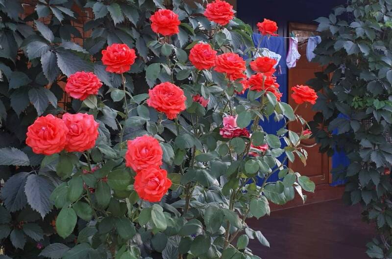 Изображение Изображение гостиницы &quot;Гостевой дом «Киевская 14»&quot; #6 #6