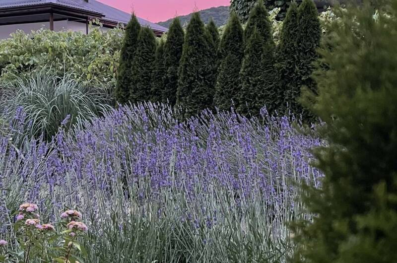 Изображение Изображение гостиницы "Гостевой дом «Лавандовый дворик»" #6 #6