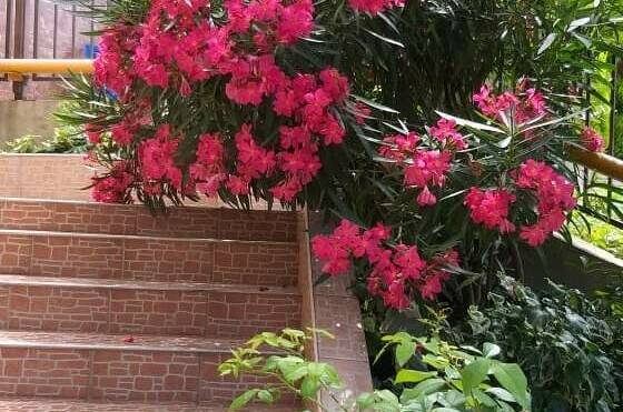 Изображение Изображение отеля / гостиницы "Гостевой дом «Бриз Лоо»" #11 #9