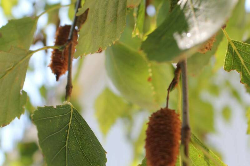 Изображение Изображение отеля / гостиницы "Апартаменты «Белая береза»" #11 #9