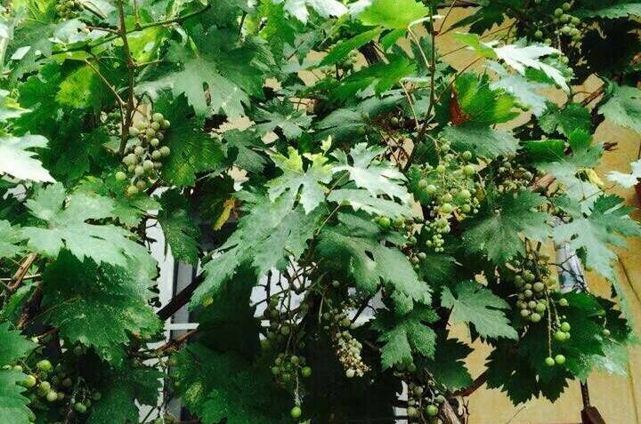 Изображение Изображение отеля / гостиницы "Гостевой дом «Сергей &amp; Ирина»" #11 #9