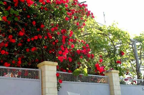 Изображение Изображение гостиницы "Гостевой дом «София»" #1 #1