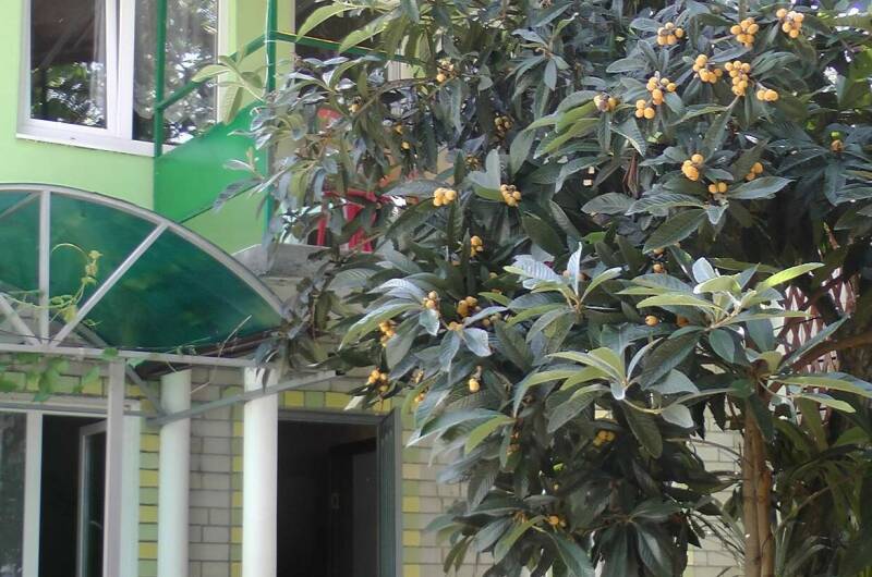 Изображение Изображение гостиницы &quot;Гостевой дом «Белый ирис»&quot; #3 #3