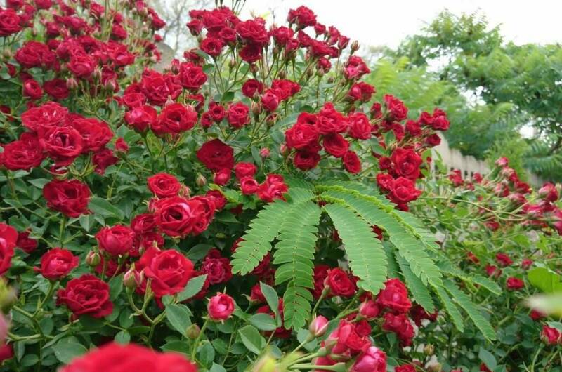 Изображение Изображение гостиницы &quot;Гостевой дом «Круиз»&quot; #3 #3