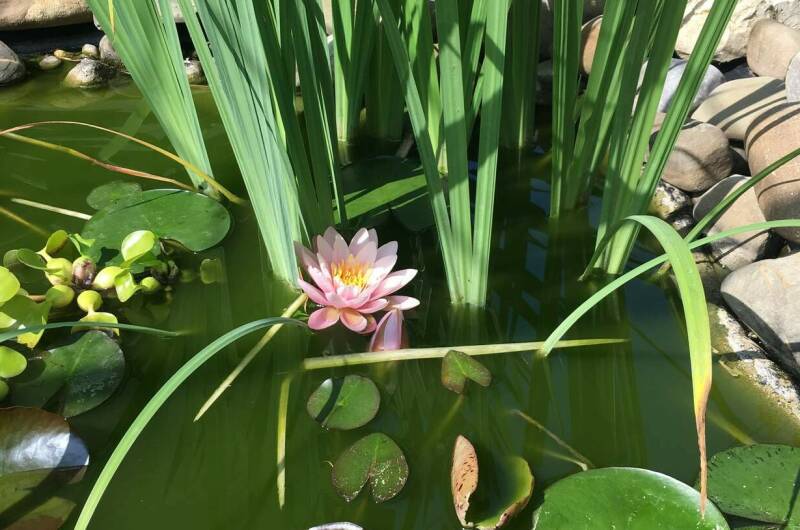 Изображение Изображение гостиницы &quot;Гостевой дом «Вилла Татьяна»&quot; #7 #7