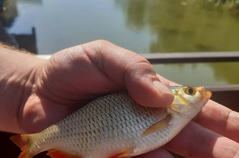 Изображение Изображение гостиницы "Гостевой дом «Венеция»" #8 #8