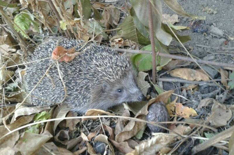 Изображение Изображение гостиницы &quot;Бухта «Хоста»&quot; #6 #6