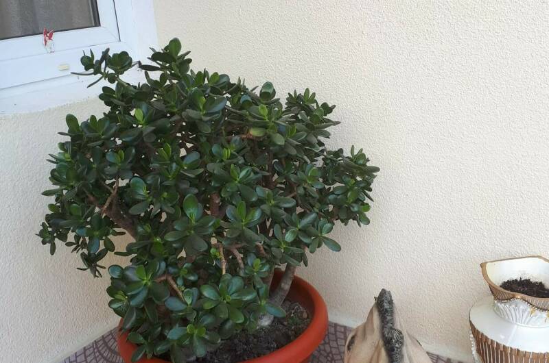 Изображение Изображение гостиницы "Гостевой дом «Чайная роза»" #3 #3