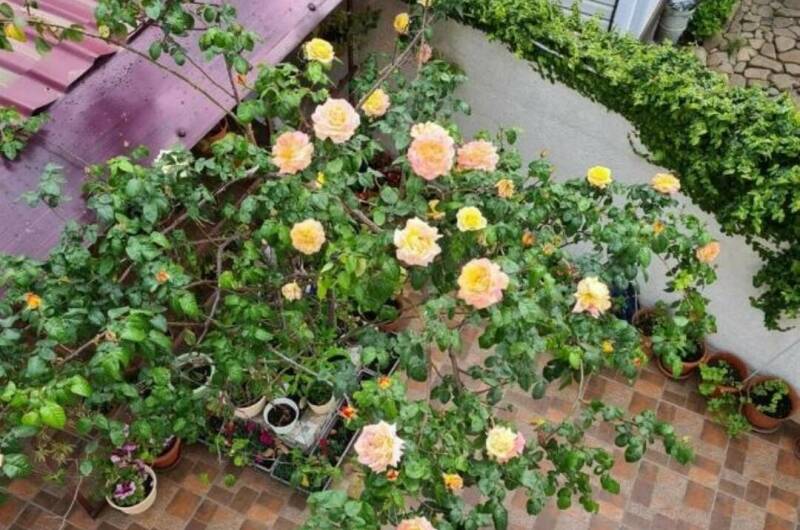 Изображение Изображение гостиницы "Гостевой дом «Чайная роза»" #4 #4