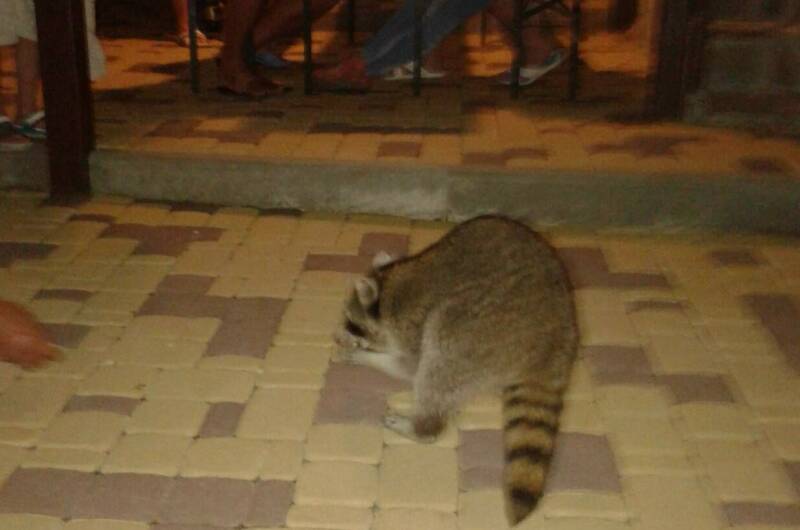 Изображение Изображение гостиницы &quot;Гостевой дом «Зевс»&quot; #4 #4