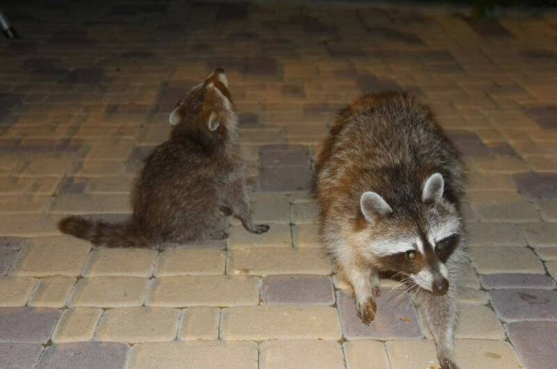 Изображение Изображение гостиницы &quot;Гостевой дом «Зевс»&quot; #5 #5