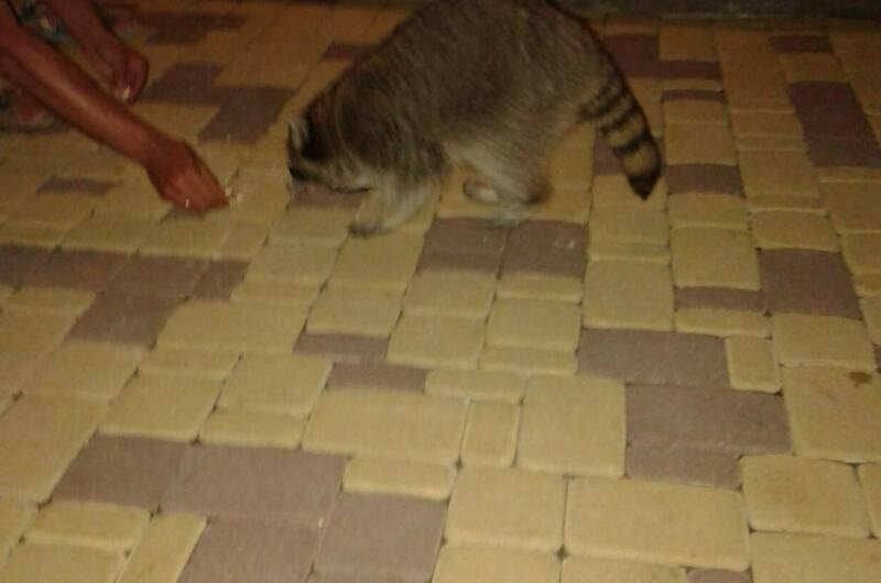 Изображение Изображение отеля / гостиницы "Гостевой дом «Зевс»" #11 #9