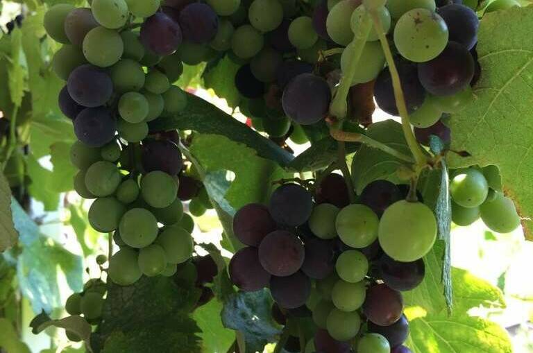 Изображение Изображение гостиницы "Гостевой дом «Green»" #6 #6