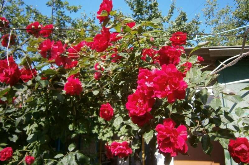 Изображение Изображение гостиницы &quot;Гостевой дом апартаменты «Крыша Мира»&quot; #2 #2