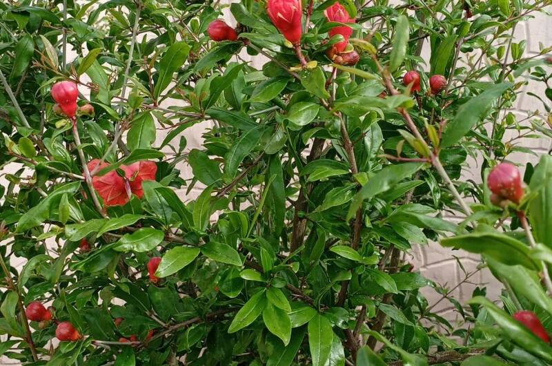 Изображение Изображение гостиницы &quot;Гостевой дом в центре Феодосии&quot; #5 #5