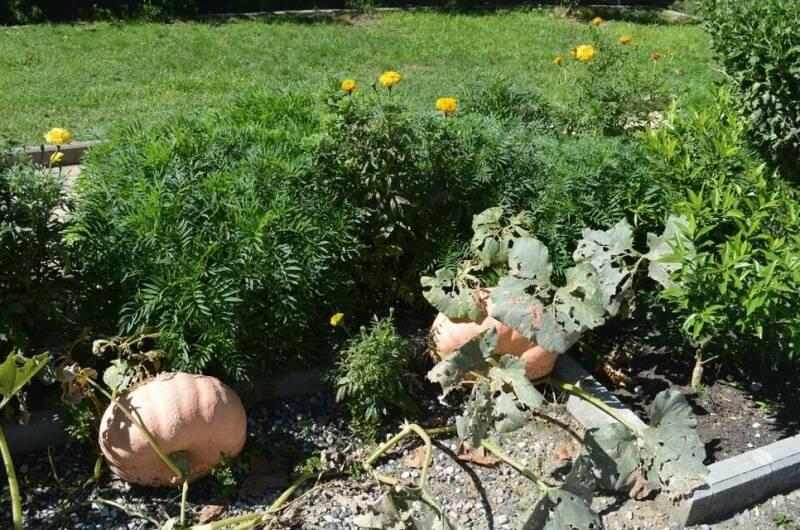 Изображение Изображение гостиницы &quot;Отель «Кипарис»&quot; #4 #4