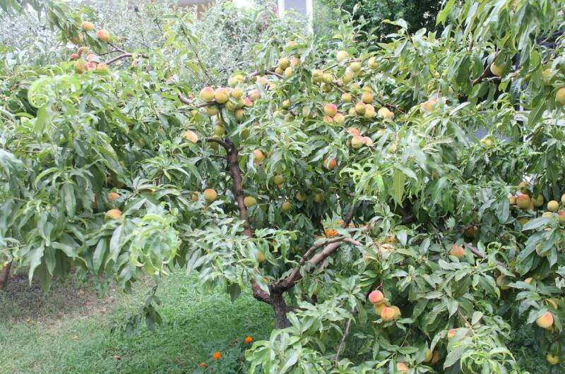 Изображение Изображение гостиницы &quot;Гостевой дом «Лужайка»&quot; #8 #8