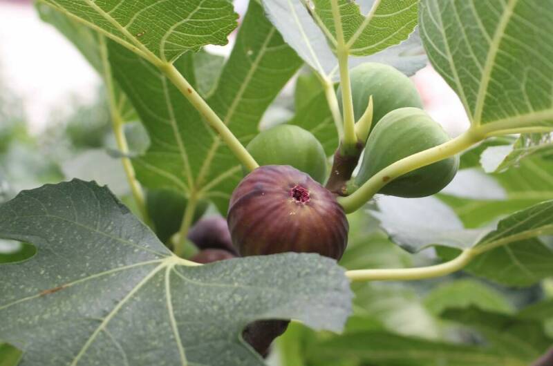 Изображение Изображение гостиницы "Жилые мебелированные комнаты на улице Садовая 1А" #4 #4