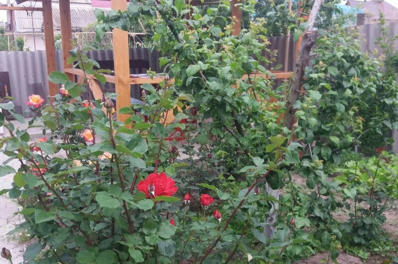 Изображение Изображение гостиницы &quot;Гостевой дом «Цоев Ковчег»&quot; #2 #2