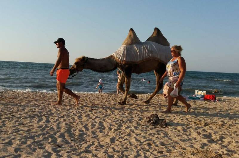 Изображение Изображение отеля / гостиницы "Гостевой дом «Цоев Ковчег»" #10 #8