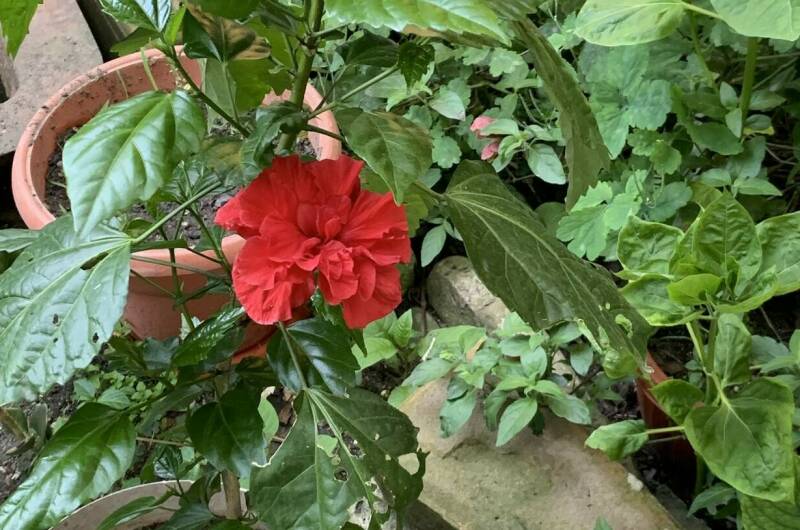 Изображение Изображение гостиницы "Частный дом «Елена» 25 метров до моря" #7 #7