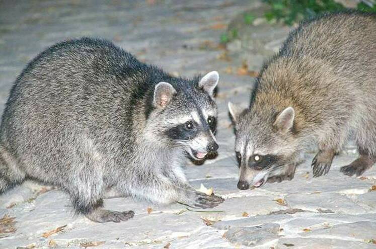 Изображение Изображение гостиницы &quot;Гостевой дом «Лесная Поляна»&quot; #4 #4